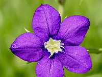 Legousia speculum-veneris 45, Groot spiegelklokje, Saxifraga-Sonja Bouwman  600. Groot spiegelklokje - Legousia speculum-veneris - Campanulaceae familie (i) Wahlwiller, Heyendal (Brummen)