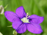 Legousia speculum-veneris 46, Groot spiegelklokje, Saxifraga-Sonja Bouwman  600. Groot spiegelklokje - Legousia speculum-veneris - Campanulaceae familie (i)