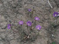 Legousia speculum-veneris 47, Groot spiegelklokje, Saxifraga-Jan van der Straaten