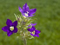 Legousia speculum-veneris 1, Groot spiegelklokje, Saxifraga-Marijke Verhagen