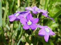 Legousia speculum-veneris 10, Groot spiegelklokje, Saxifraga-Rutger Barendse