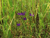 Legousia speculum-veneris 11, Groot spiegelklokje, Saxifraga-Hans Boll