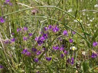 Legousia speculum-veneris 12, Groot spiegelklokje, Saxifraga-Dirk Hilbers