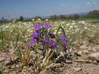 Legousia speculum-veneris 13, Groot spiegelklokje, Saxifraga-Dirk Hilbers