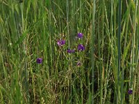 Legousia speculum-veneris 13, Groot spiegelklokje, Saxifraga-Hans Boll