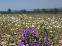 Legousia speculum-veneris 14, Groot spiegelklokje, Saxifraga-Dirk Hilbers