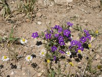 Legousia speculum-veneris 17, Groot spiegelklokje, Saxifraga-Dirk Hilbers