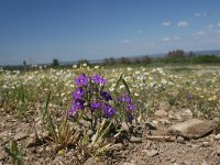 Legousia speculum-veneris 18, Groot spiegelklokje, Saxifraga-Dirk Hilbers