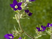 Legousia speculum-veneris 2, Groot spiegelklokje, Saxifraga-Marijke Verhagen