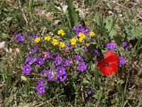 Legousia speculum-veneris 20, Groot spiegelklokje, Saxifraga-Dirk Hilbers