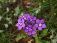 Legousia speculum-veneris 21, Groot spiegelklokje, Saxifraga-Dirk Hilbers