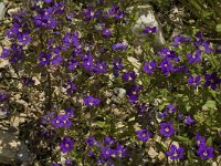 Legousia speculum-veneris 3, Groot spiegelklokje, Saxifraga-Jan van der Straaten