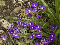 Legousia speculum-veneris 4, Groot spiegelklokje, Saxifraga-Jan van der Straaten