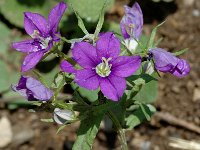 Legousia speculum-veneris 5, Groot spiegelklokje, Saxifraga-Marijke Verhagen