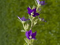 Legousia speculum-veneris 6, Groot spiegelklokje, Saxifraga-Marijke Verhagen