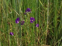 Legousia speculum-veneris 8, Groot spiegelklokje, Saxifraga-Hans Boll