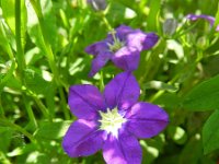 Legousia speculum-veneris 8, Groot spiegelklokje, Saxifraga-Rutger Barendse