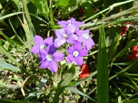 Legousia speculum-veneris 9, Groot spiegelklokje, Saxifraga-Rutger Barendse