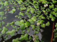 Lemna gibba 2, Bultkroos, Saxifraga-Rutger Barendse