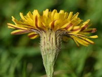 Leontodon autumnalis 19, Vertakte leeuwentand, Saxifraga-Sonja Bouwman