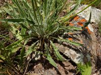 Leontodon crispus 2, Saxifraga-Ed Stikvoort