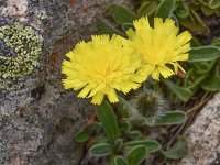 Leontodon crispus 4, Saxifraga-Harry Jans  Leontodon crispus