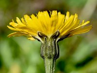 Leontodon hispidus ssp hastilis 8, Saxifraga-Sonja Bouwman  Hyoseris-leaved hawkbit - Leontodon hispidus ssp. hyoseroides - Asteraceae familie