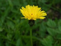 Leontodon hispidus 1, Ruige leeuwentand, Saxifraga-Jan van der Straaten