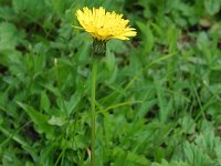 Leontodon hispidus 2, Ruige leeuwentand, Saxifraga-Jan van der Straaten