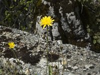 Leontodon hispidus 3, Ruige leeuwentand, Saxifraga-Jan van der Straaten