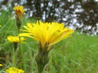 Leontodon hispidus 4, Ruige leeuwentand, Saxifraga-Rutger Barendse