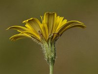 Leontodon hispidus 6, Ruige leeuwentand, Saxifraga-Peter Meininger