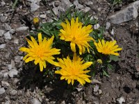 Leontodon montanus 10, Saxifraga-Harry Jans