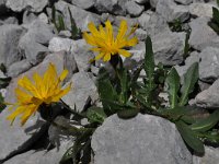 Leontodon montanus 11, Saxifraga-Harry Jans