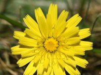 Leontodon saxatilis 46, Kleine leeuwentand, Saxifraga-Sonja Bouwman