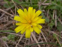 Leontodon saxatilis 1, Kleine leeuwentand, Saxifraga-Peter Meininger