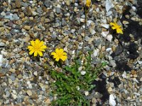 Leontodon saxatilis 10, Kleine leeuwentand, Saxifraga-Ed Stikvoort