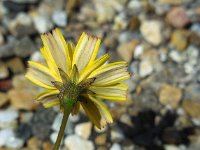 Leontodon saxatilis 11, Kleine leeuwentand, Saxifraga-Ed Stikvoort