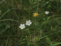 Leontodon saxatilis 16, Kleine leeuwentand, Saxifraga-Hans Boll