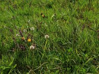 Leontodon saxatilis 18, Kleine leeuwentand, Saxifraga-Hans Boll