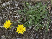 Leontodon saxatilis 2, Kleine leeuwentand, Saxifraga-Peter Meininger