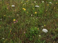 Leontodon saxatilis 20, Kleine leeuwentand, Saxifraga-Hans Boll