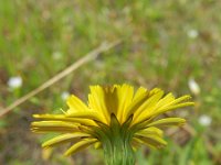 Leontodon saxatilis 21, Kleine leeuwentand, Saxifraga-Rutger Barendse