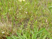 Leontodon saxatilis 22, Kleine leeuwentand, Saxifraga-Rutger Barendse