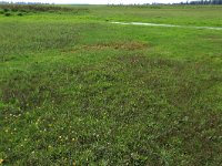 Leontodon saxatilis 24, Kleine leeuwentand, Saxifraga-Hans Boll