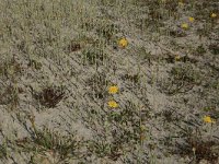 Leontodon saxatilis 26, Kleine leeuwentand, Saxifraga-Hans Boll