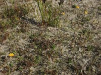 Leontodon saxatilis 27, Kleine leeuwentand, Saxifraga-Hans Boll