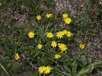 Leontodon saxatilis 3, Kleine leeuwentand, Saxifraga-Peter Meininger