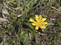 Leontodon saxatilis 31, Kleine leeuwentand, Saxifraga-Willem van Kruijsbergen