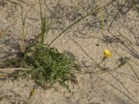 Leontodon saxatilis 32, Kleine leeuwentand, Saxifraga-Willem van Kruijsbergen